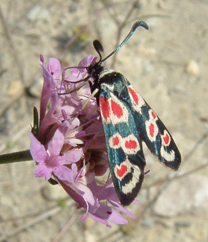 Ecco le Zygaena occitanica